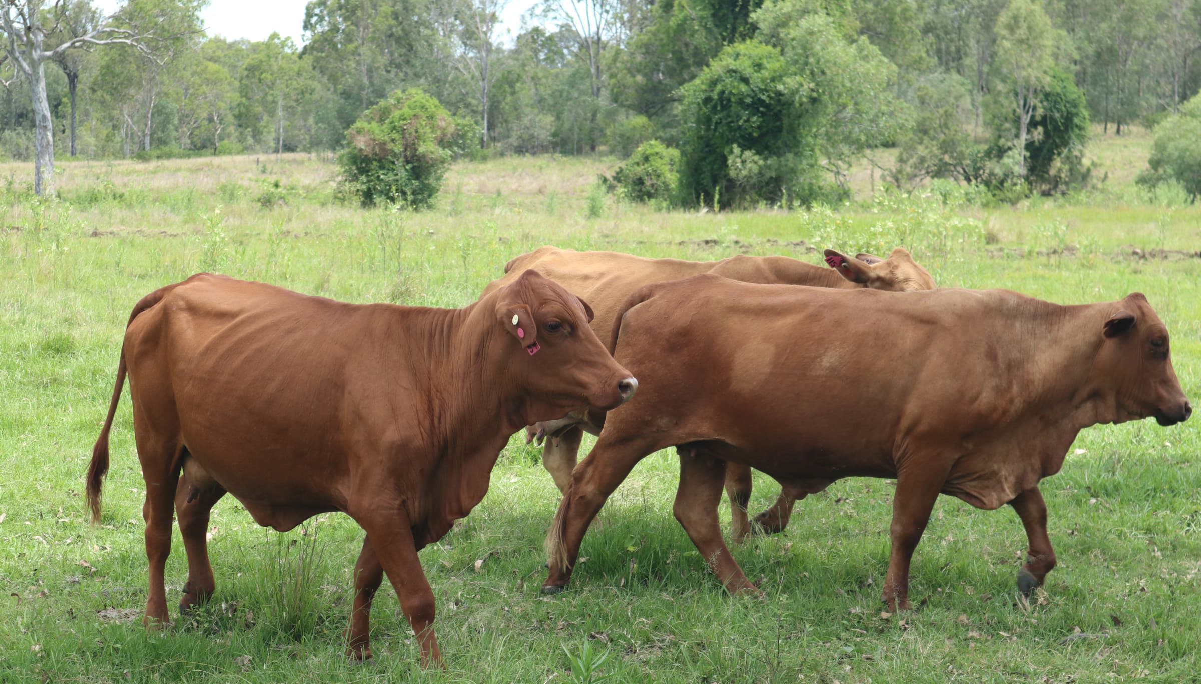 Our cattle grazing on our farm