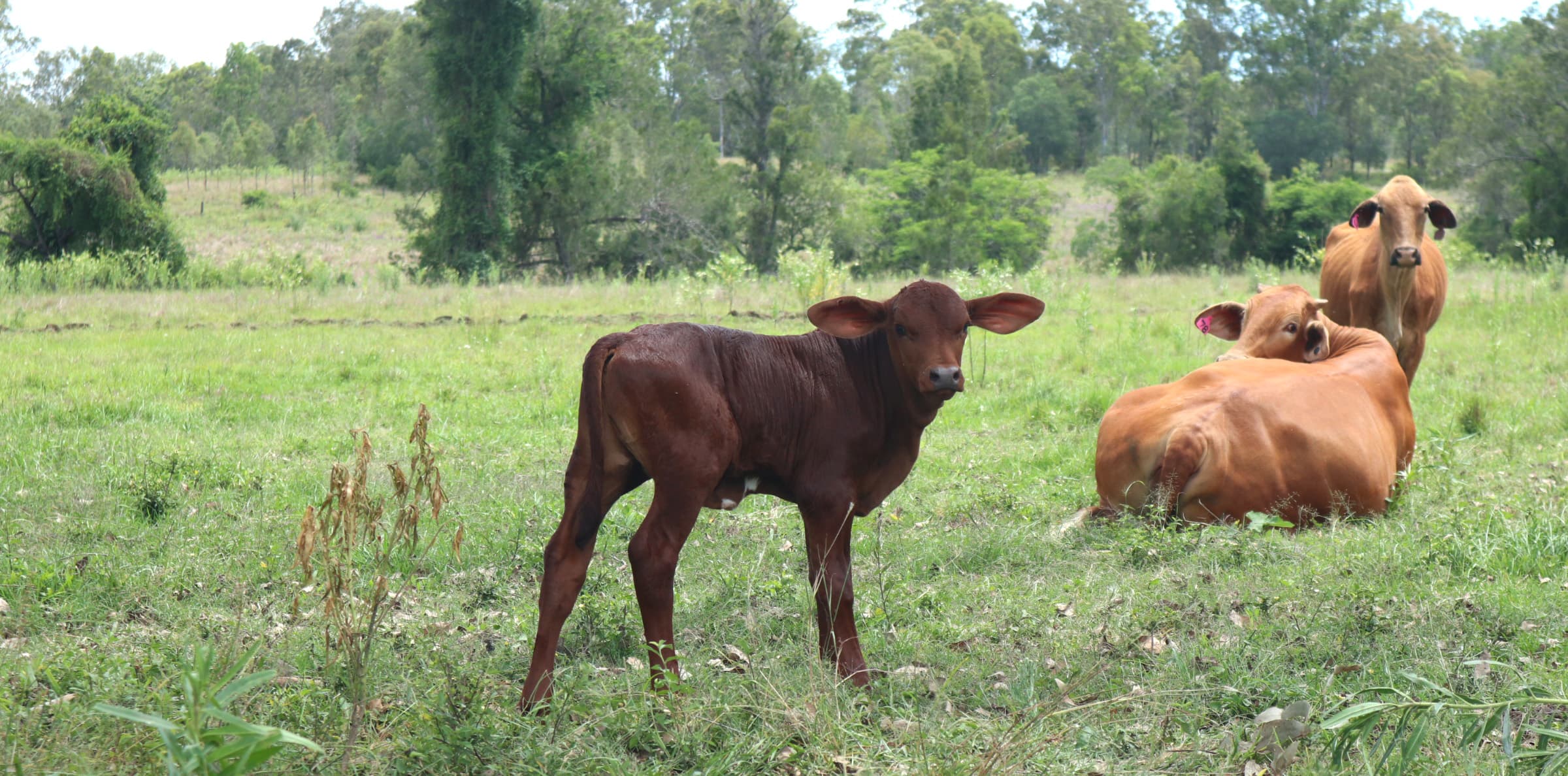 Cattle grazing on our farm