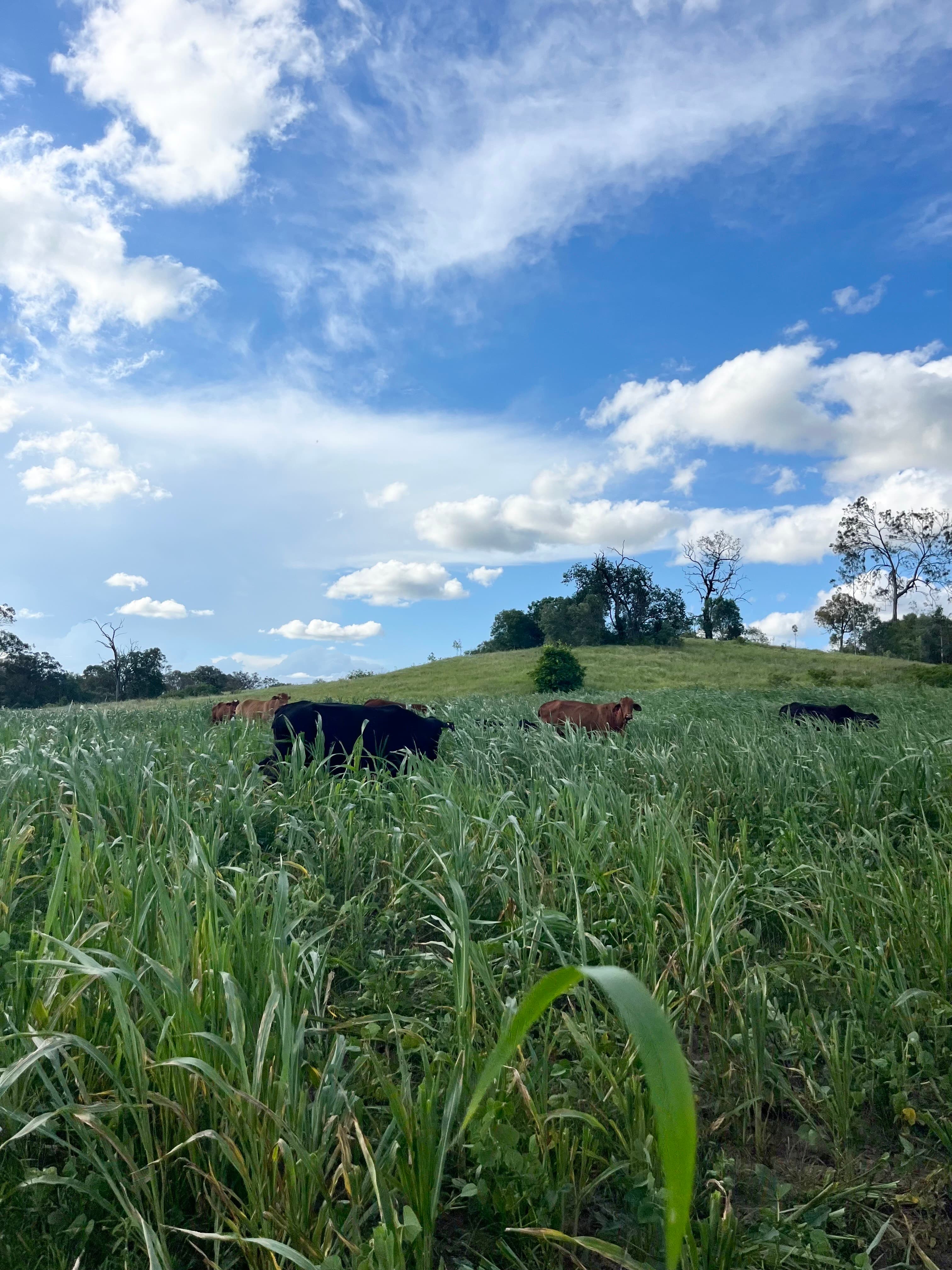 Cattle grazing on rolling hills at Greenslopes Pastoral farm